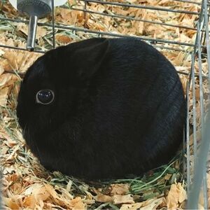 Meet your Posher, Svichix